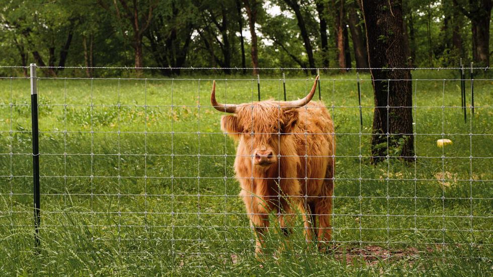 Limestone Fields cow