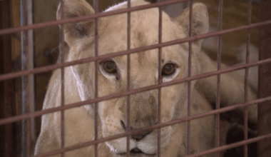 White lioness sisters recovering at Wylie sanctuary – NBC 5 Dallas-Fort Worth
