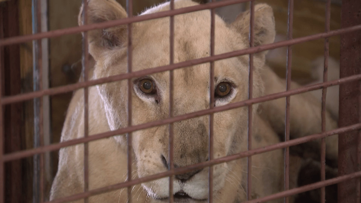 White lioness sisters recovering at Wylie sanctuary – NBC 5 Dallas-Fort Worth