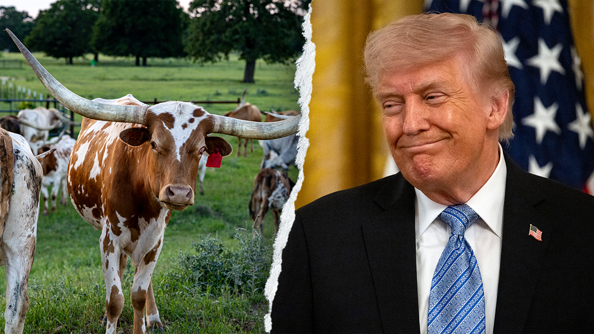 Donald Trump across from a longhorn