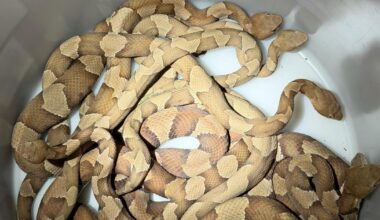 North Texas apartment complex warns tenants about uptick in copperheads