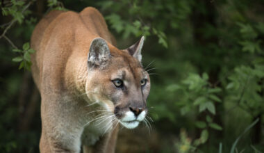 Texas considers mandatory reporting for mountain lion hunts