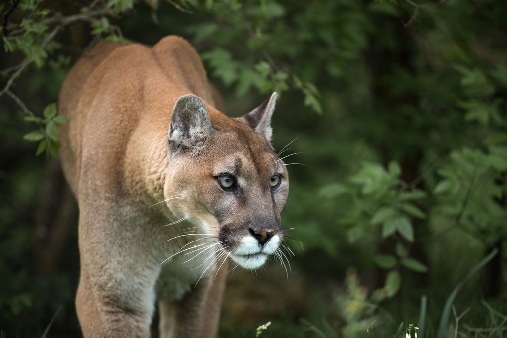 Texas considers mandatory reporting for mountain lion hunts