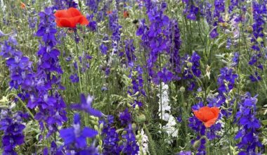 Richardson in bloom: a wildflower tradition