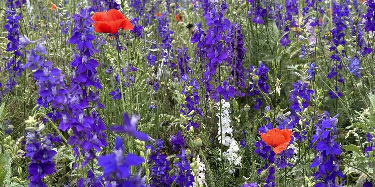 Richardson in bloom: a wildflower tradition