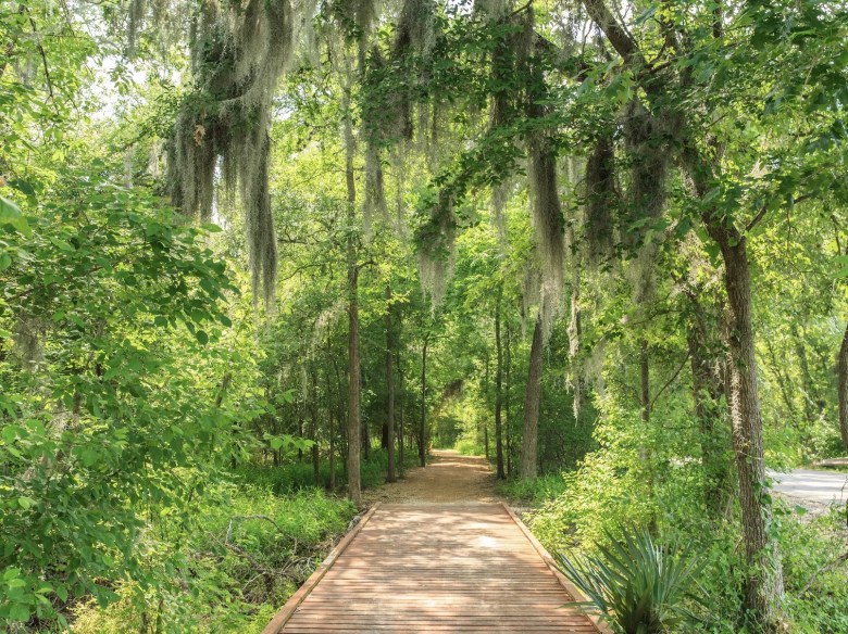This image has an empty alt attribute; its file name is palmetto-state-park-1024x767.webp
