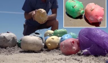 Dozens of defective piggybanks wash ashore in Texas -- and no one knows where they came from