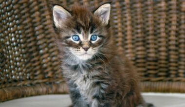State Grant Will Pay for Free Spay/Neuter Services in North Texas