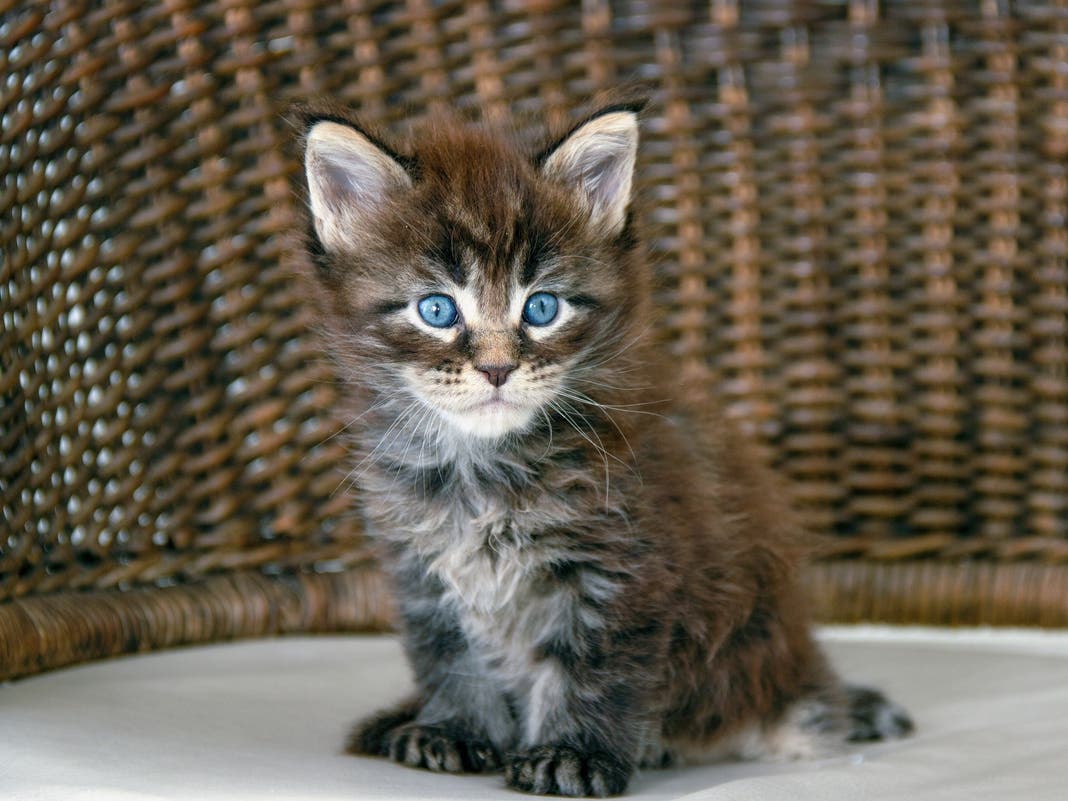State Grant Will Pay for Free Spay/Neuter Services in North Texas
