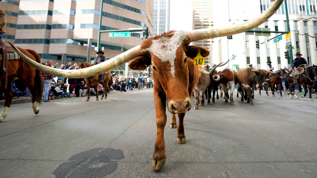 Cowboys are seen herding longhorn steers down a street.