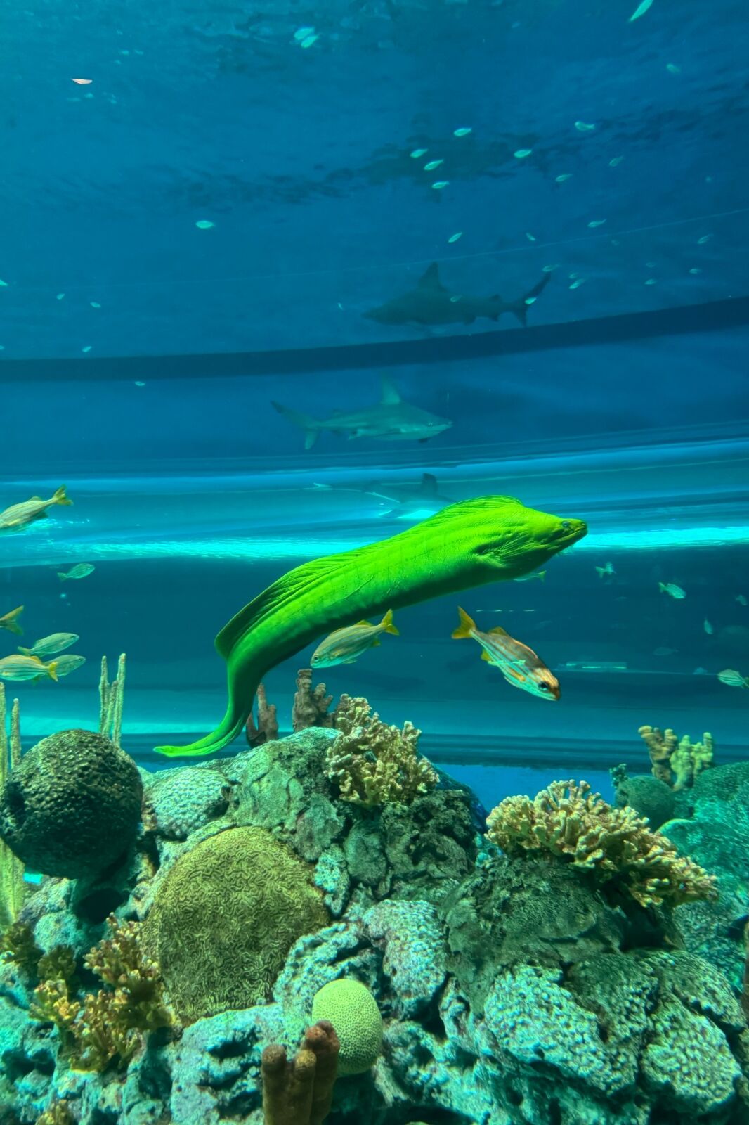 Eel swimming at Texas State Aquarium, Corpus Christi, Texas