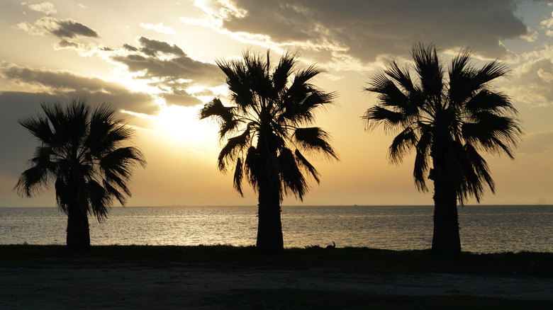 Three palm trees silhouetted by the setting sun with San Antonio Bay in front of them at Seadrift.