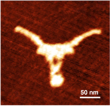 The Smallest Longhorn Ever, A Breakthrough at the Nanoscale - UT Austin News