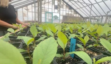 Project to plant 50,000 new trees along the Guadalupe River