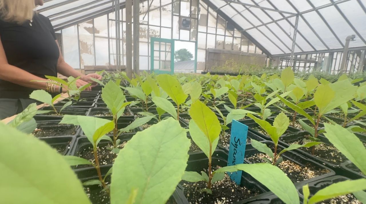 Project to plant 50,000 new trees along the Guadalupe River