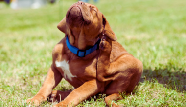 Local pet owners battle severe flea infestation in the Coastal Bend