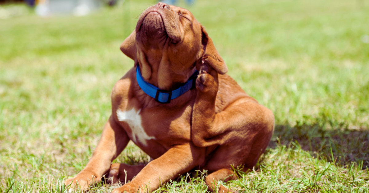 Local pet owners battle severe flea infestation in the Coastal Bend