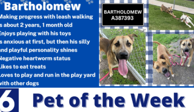 Pet of the Week: Bartholomew