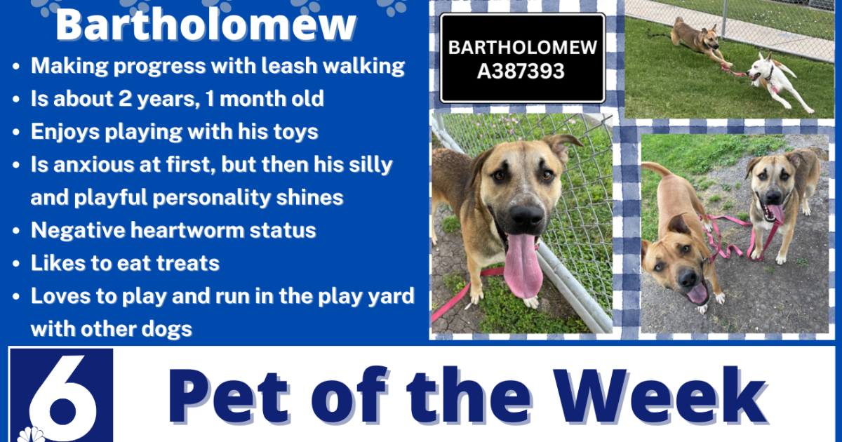 Pet of the Week: Bartholomew