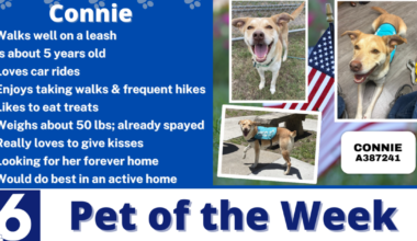 Pet of the Week: Connie