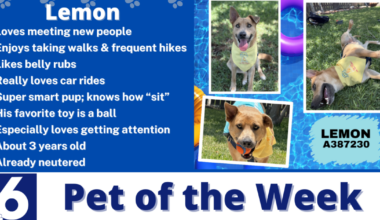 Pet of the Week: Lemon