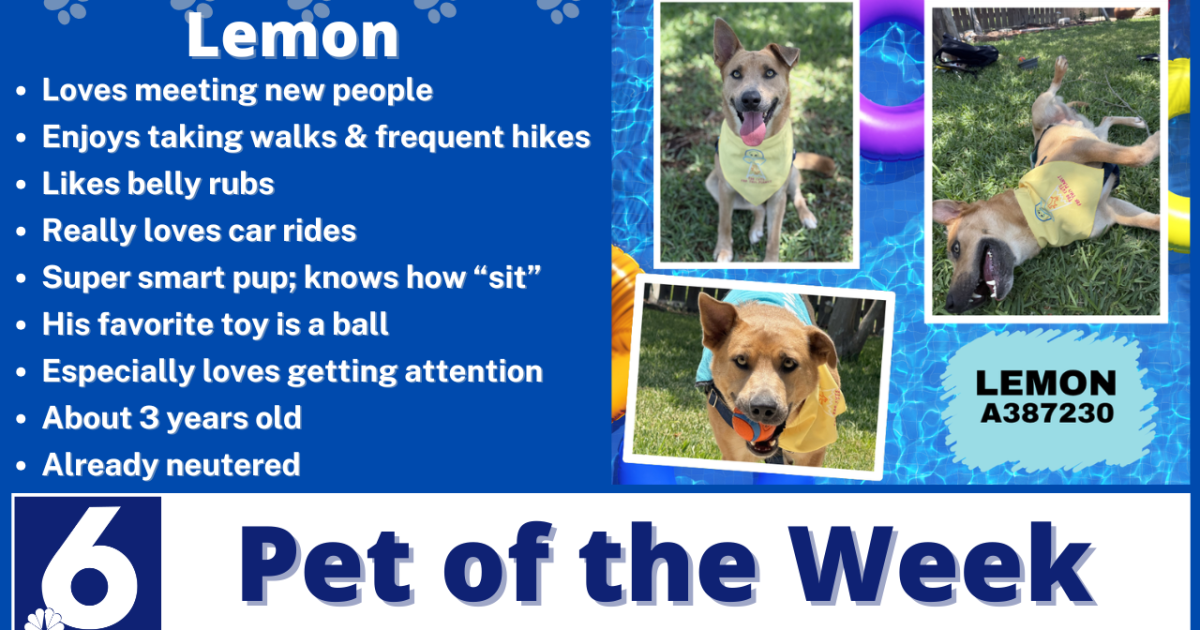 Pet of the Week: Lemon