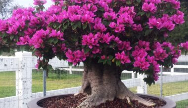 South Texas Botanical Gardens opens new Bonsai Exhibit and Meditation Garden