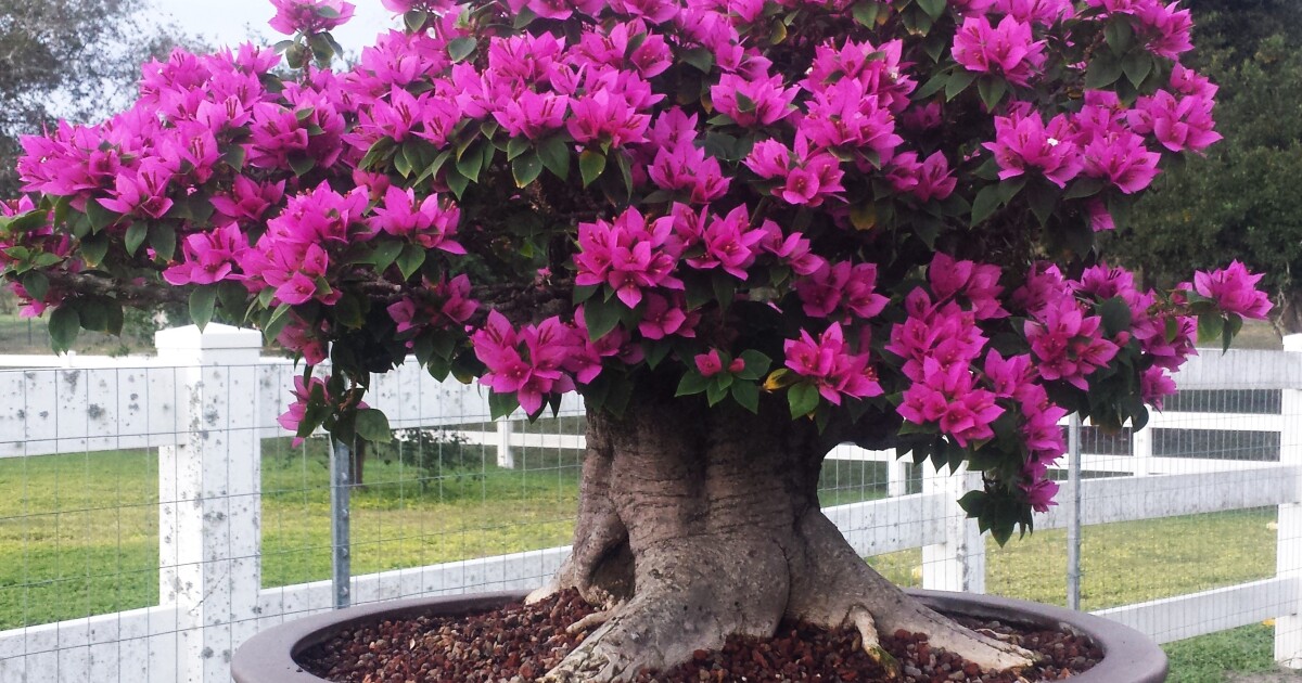 South Texas Botanical Gardens opens new Bonsai Exhibit and Meditation Garden