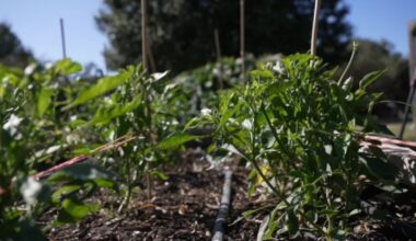 Rising costs push Texas farmers, families to the brink ahead of primary runoff