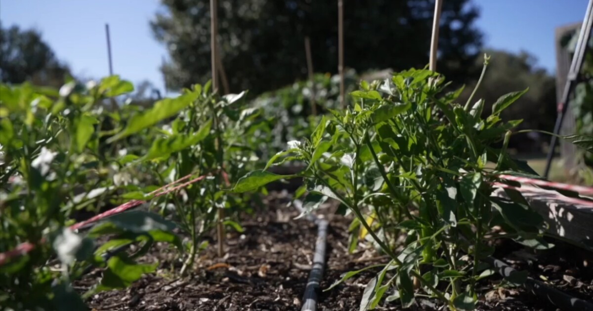 Rising costs push Texas farmers, families to the brink ahead of primary runoff