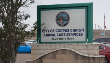 Corpus Christi pulls job offer for animal care services director
