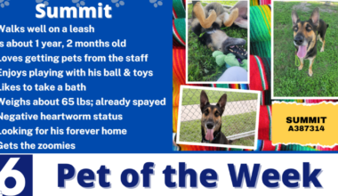 Pet of the Week: Summit