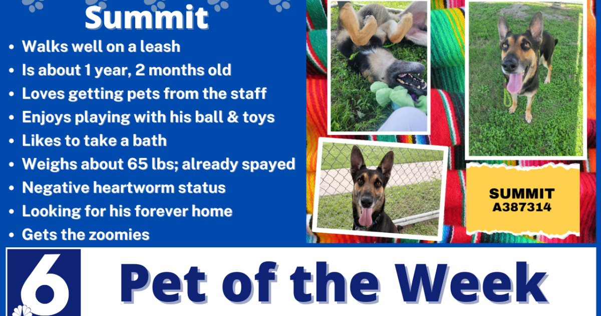 Pet of the Week: Summit