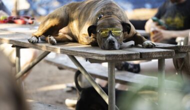 Yard Bar, Austin’s dog park and bar, to close after 11 years