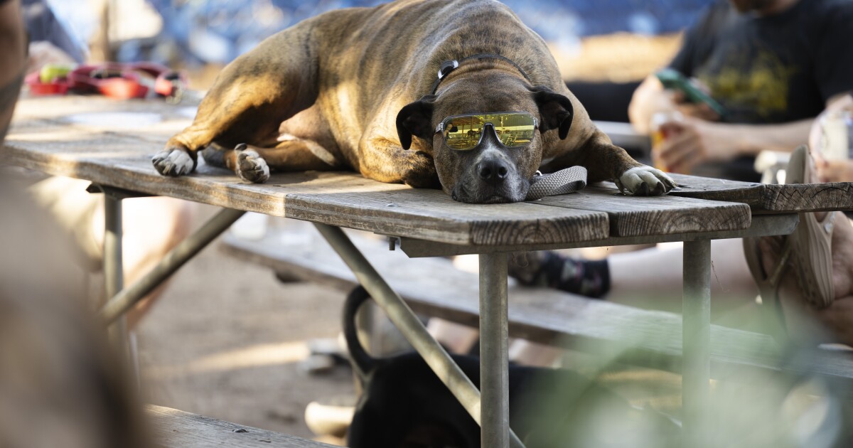 Yard Bar, Austin’s dog park and bar, to close after 11 years