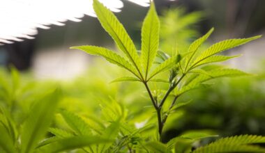 Texas court blocks Austin marijuana law