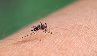 Health officials monitors mosquito activity after recent rain