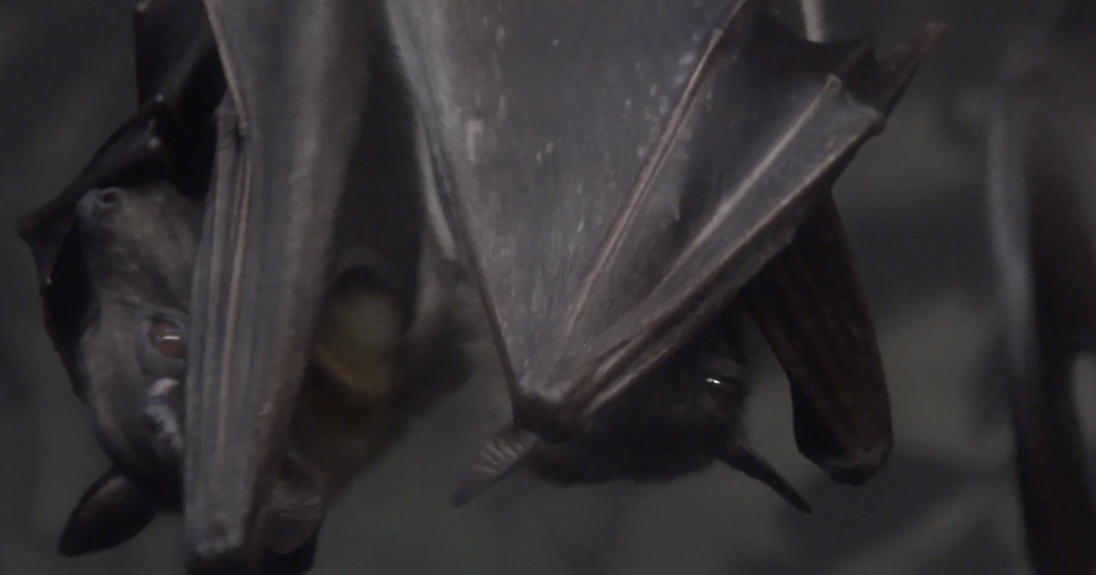 Two bats test positive for rabies in El Paso County, first cases this year