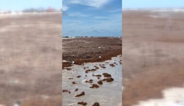 Large amounts of sargassum washing ashore along coastal Bend beaches