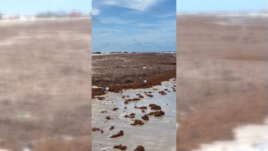 Large amounts of sargassum washing ashore along coastal Bend beaches