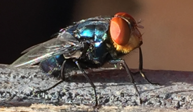 New Mexico urges vigilance, still free of screwworm