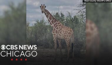 Runaway Texas giraffe Gracie found after nearly two weeks on the loose