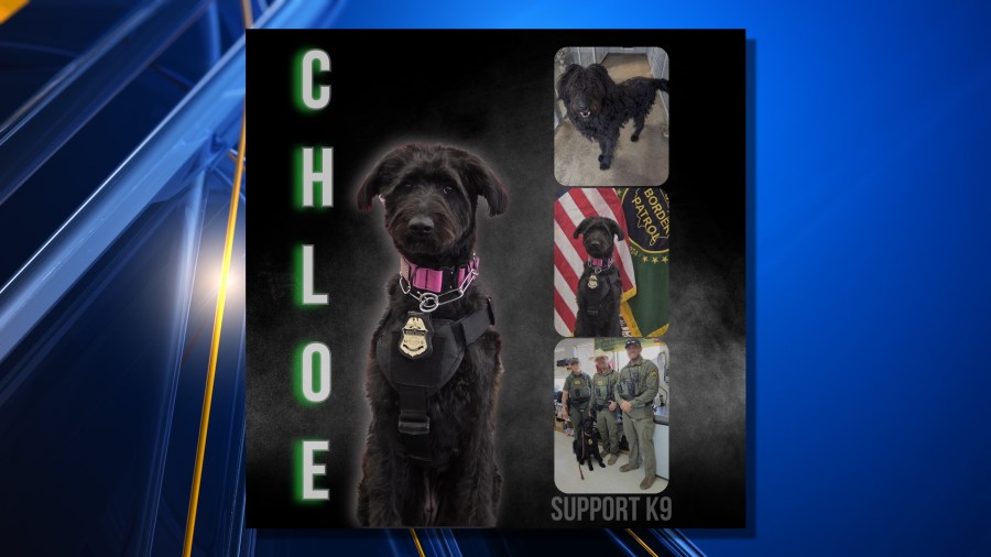 El Paso rescue dog is first in Border Patrol K9 program