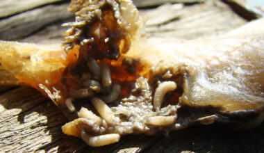 Texas activates emergency center as flesh-eating screwworm is confirmed in 6 US cases