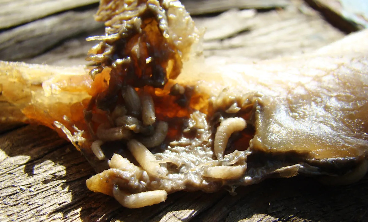 Texas activates emergency center as flesh-eating screwworm is confirmed in 6 US cases