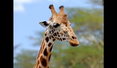 A giraffe named Gracie escaped in Texas. No one can seem to find her