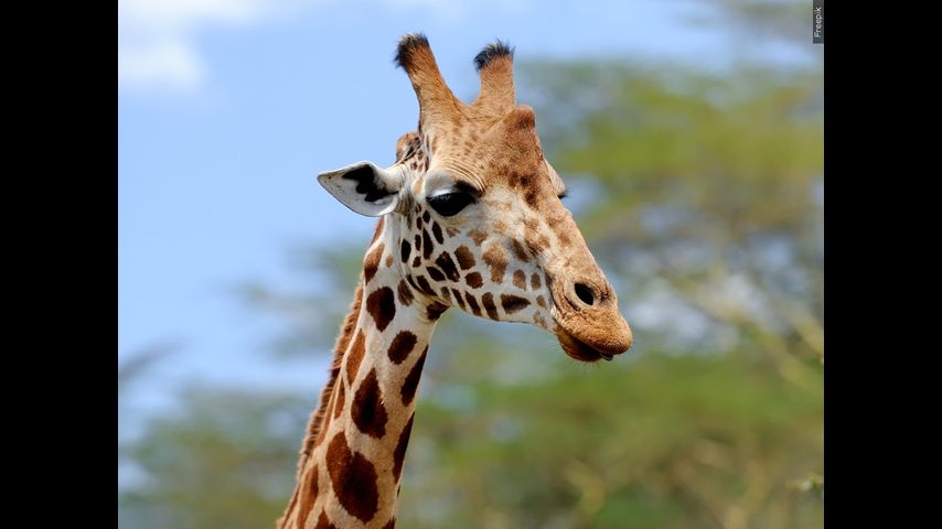 A giraffe named Gracie escaped in Texas. No one can seem to find her