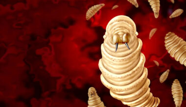 Flesh-Eating Screwworm Returns to Texas, USDA Confirms