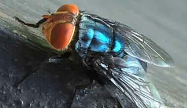 Texas launches 'war' on screwworm: What to know about the deadly pest