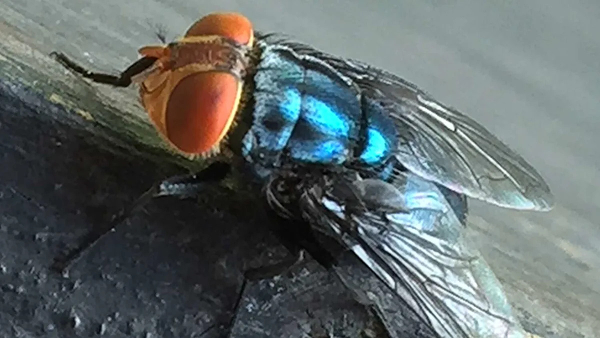 Texas launches 'war' on screwworm: What to know about the deadly pest